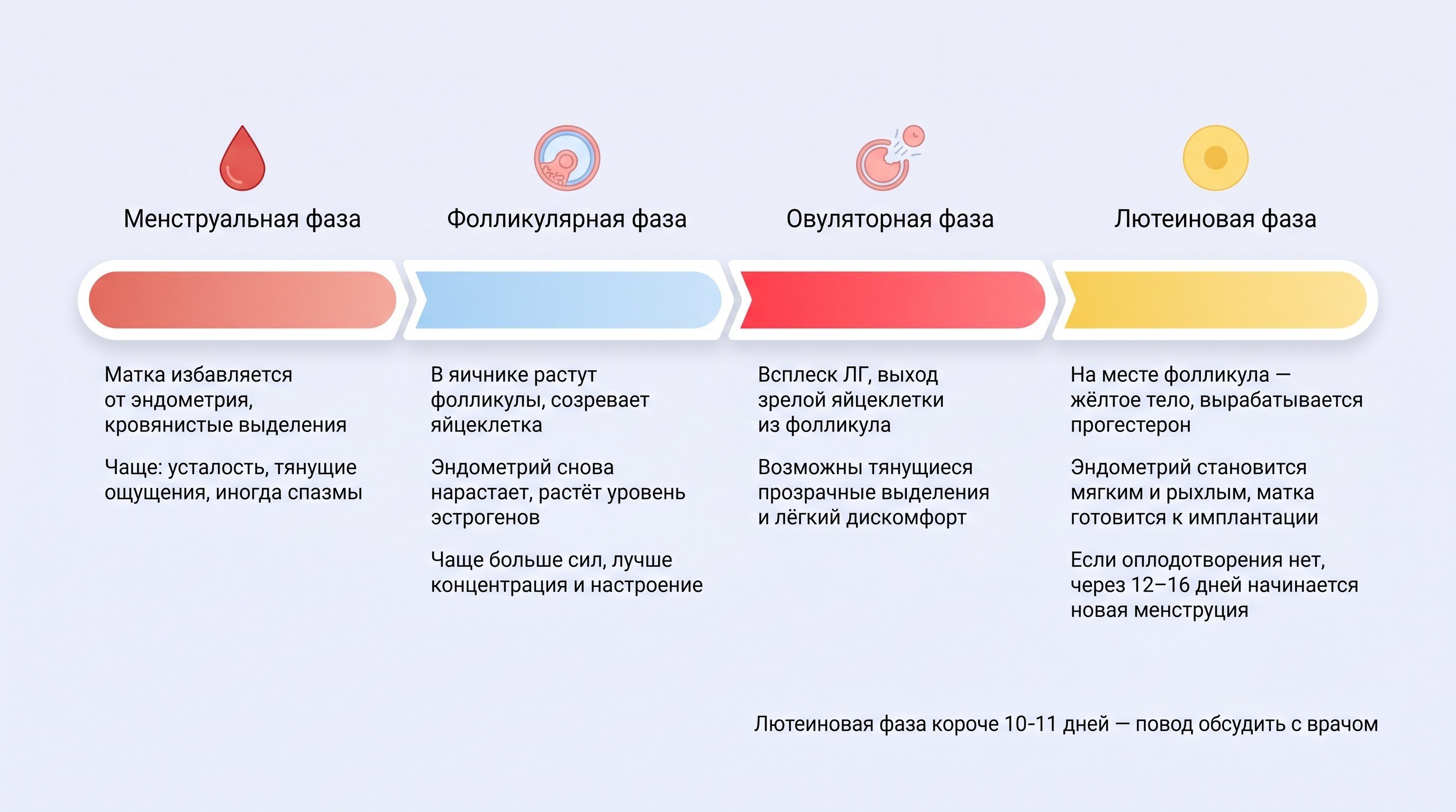 Горизонтальная временная шкала менструального цикла, разделённая на четыре цветные зоны с простыми значками рядом с каждой: капля крови для менструальной фазы, маленький растущий