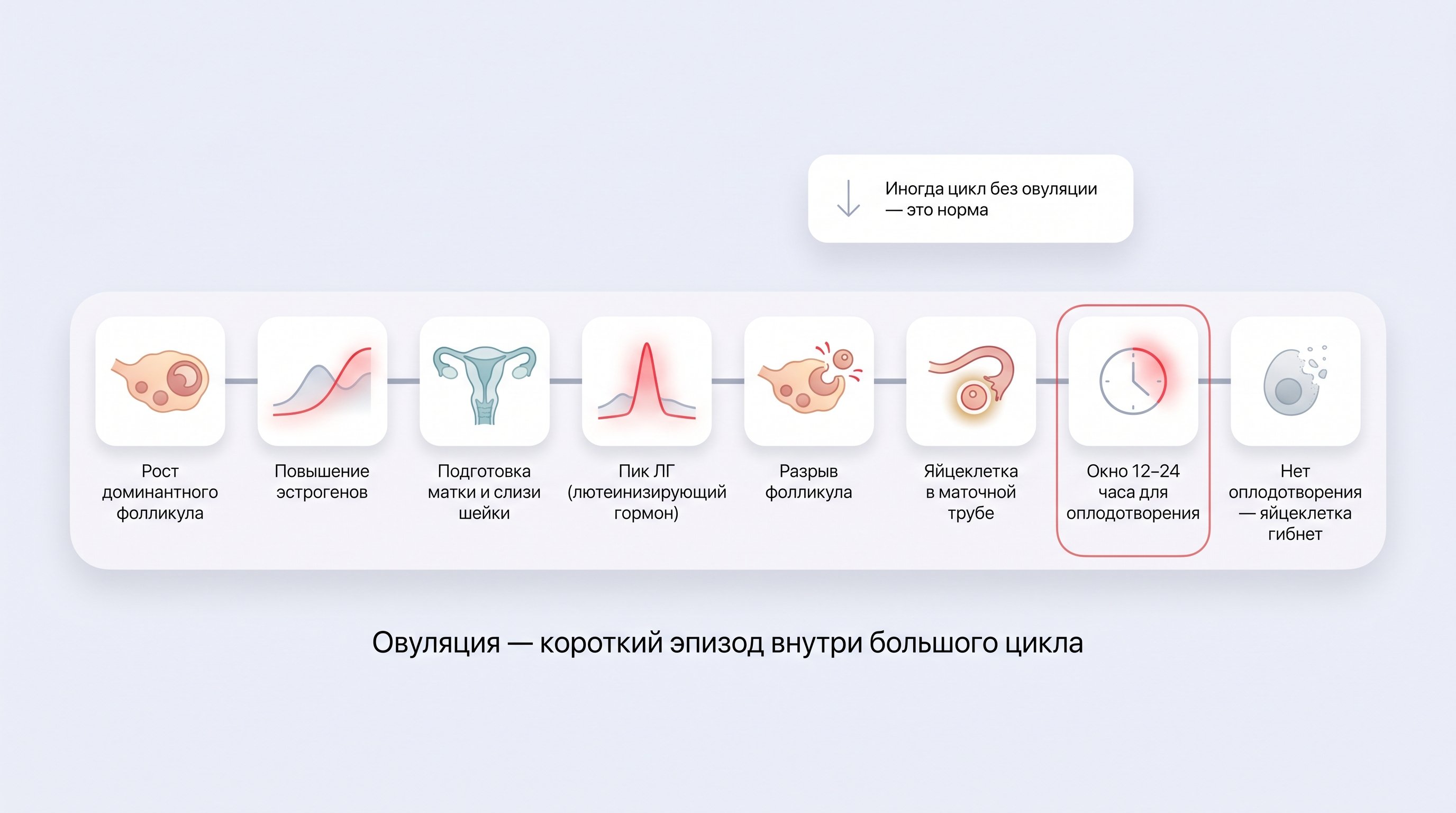 Горизонтальная инфографика в виде пошаговой линии времени овуляции: слева начало цикла с растущим доминантным фолликулом, далее повышение эстрогенов и подготовка матки, затем пик