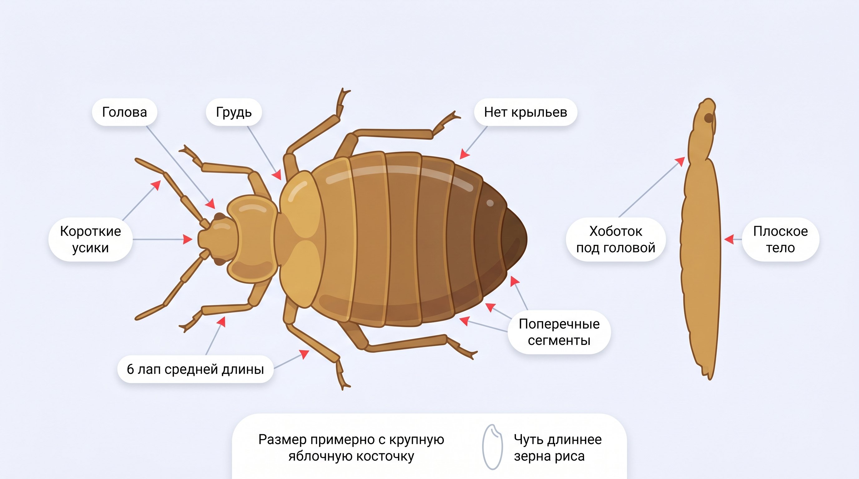 Крупный вид взрослого клопа сверху на нейтральном светлом фоне: овальное слегка уплощённое тело, самая широкая часть — середина брюшка, голова заметно короче и уже грудного
