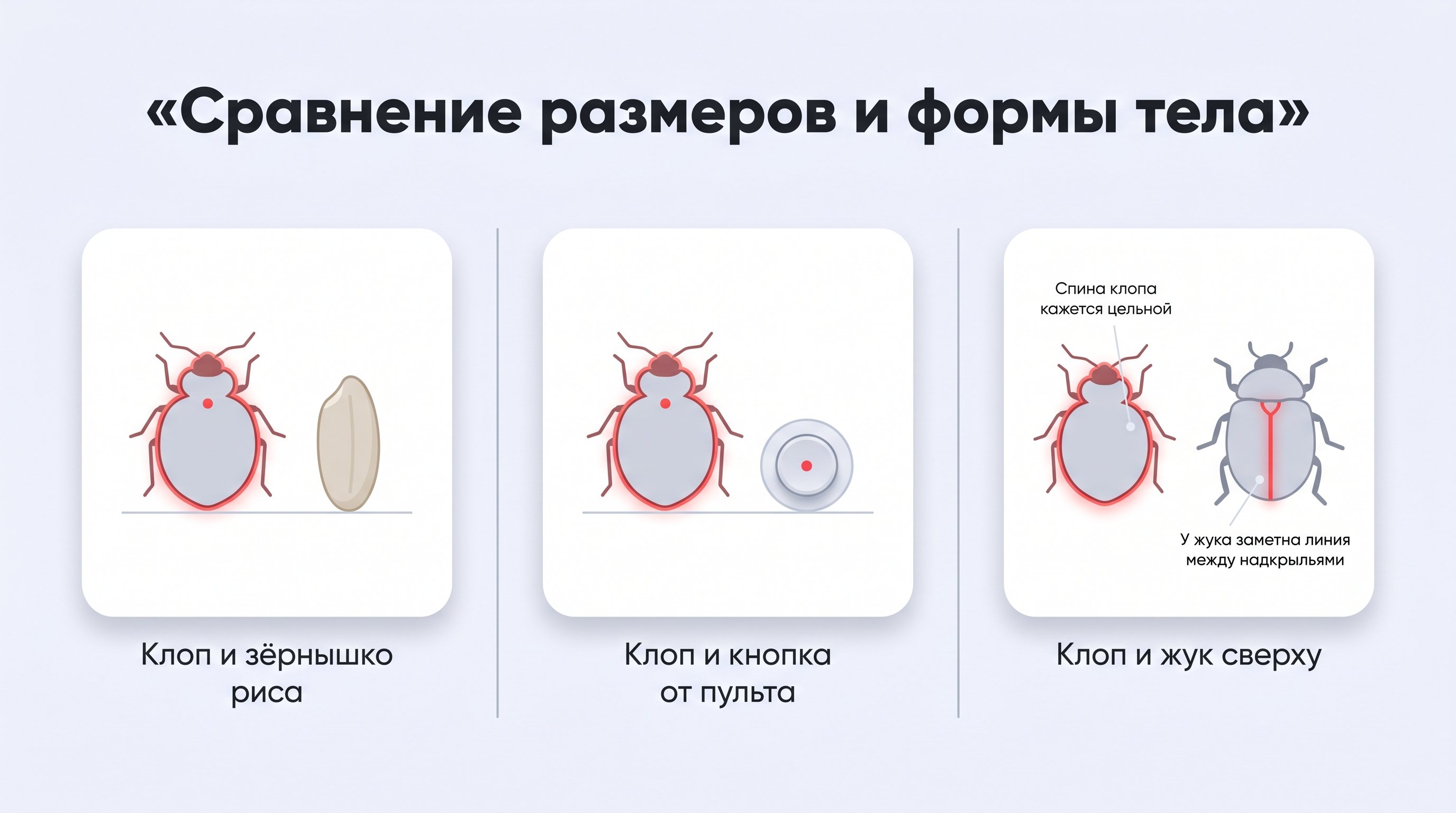 Горизонтальное разделение на три зоны. Слева — силуэт клопа сверху, рядом для масштаба лежит зёрнышко риса, по размеру чуть короче насекомого. В центре — тот же клоп сверху, рядом