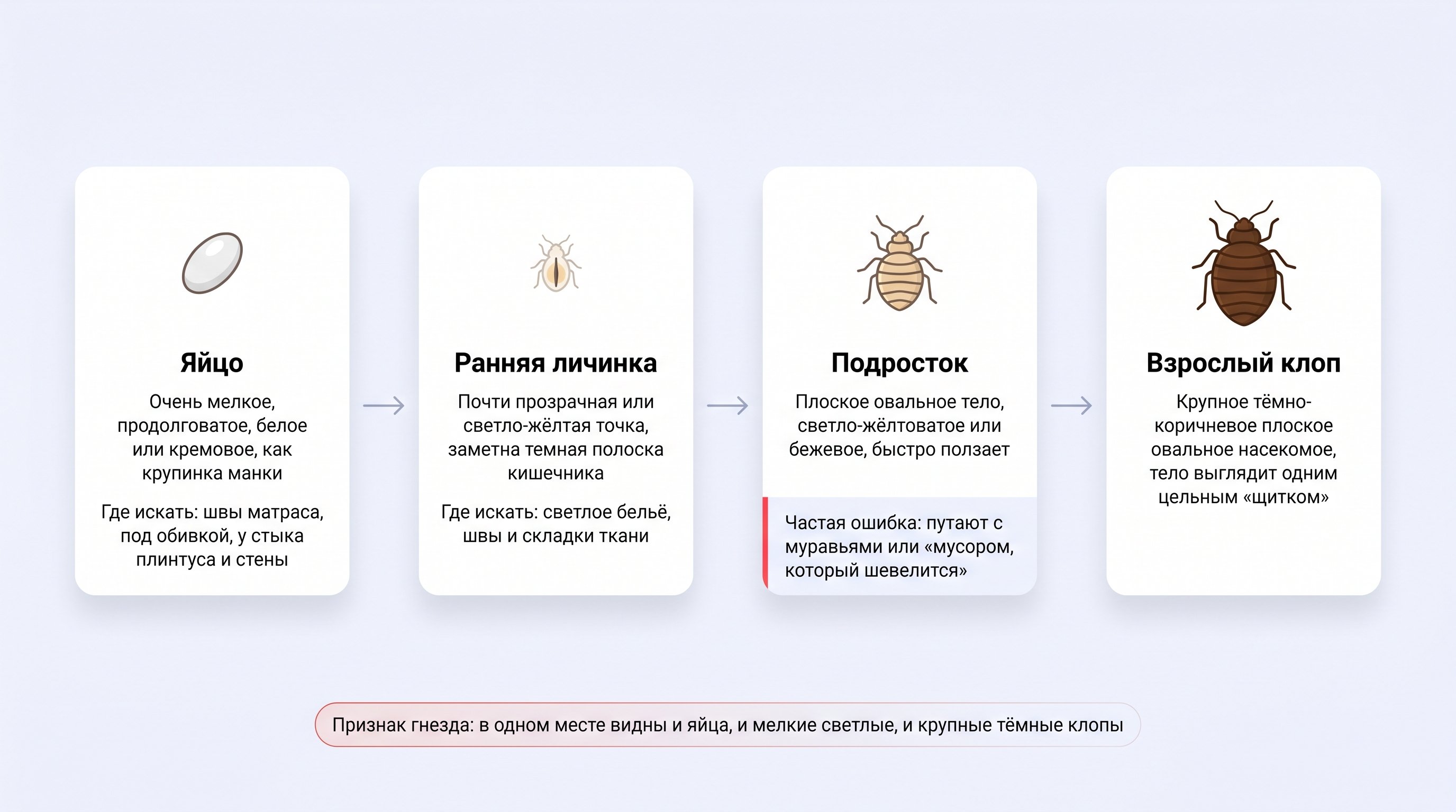 Крупный план шва матраса и стыка с деревянной рамой кровати: в узкой щели на сгибе ткани видна небольшая кучка светлых продолговатых яйц, похожих на крошечные рисинки, плотно