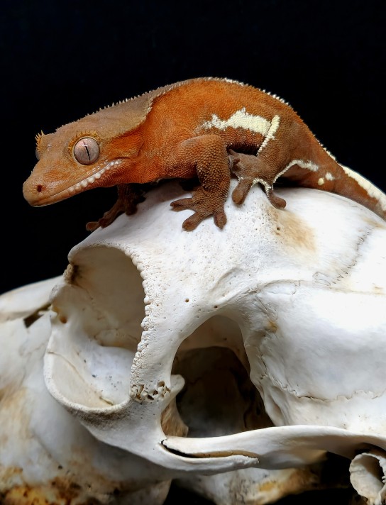 Реснитчатый бананоед (Correlophus ciliatus)