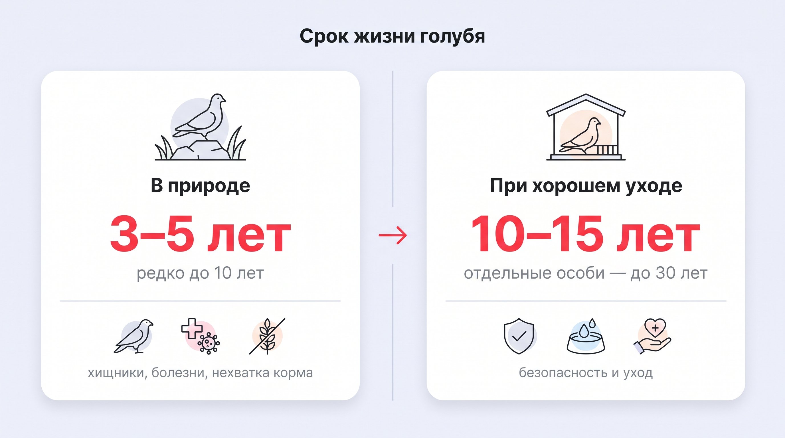 Сравнение рисков для дикого, городского и домашнего голубя