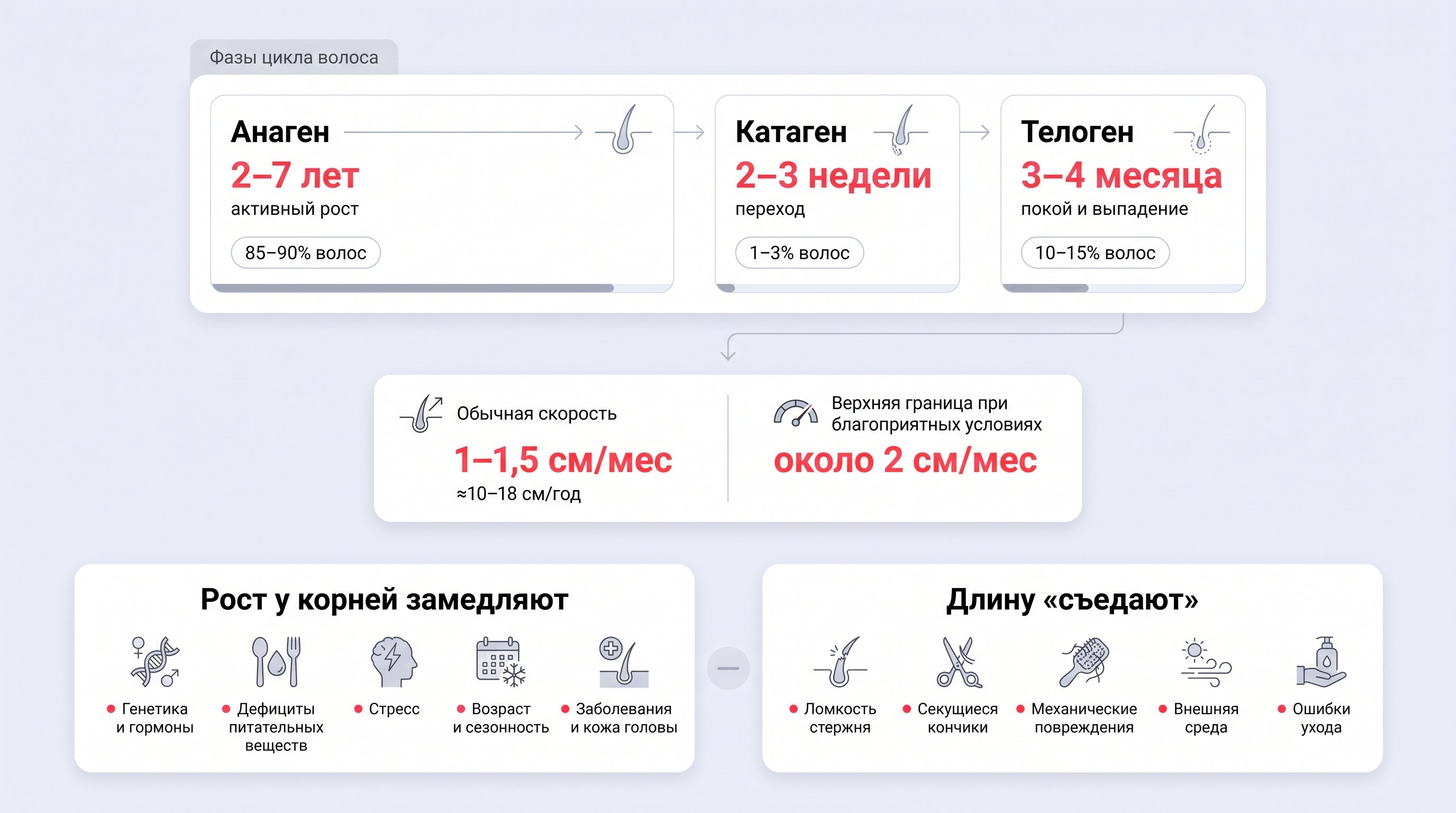 Чистая editorial-инфографика на светлом пастельном фоне #EFF1F8 с белыми скругленными карточками и мягкими тенями. В верхней части — горизонтальная лента цикла волоса из трех фаз