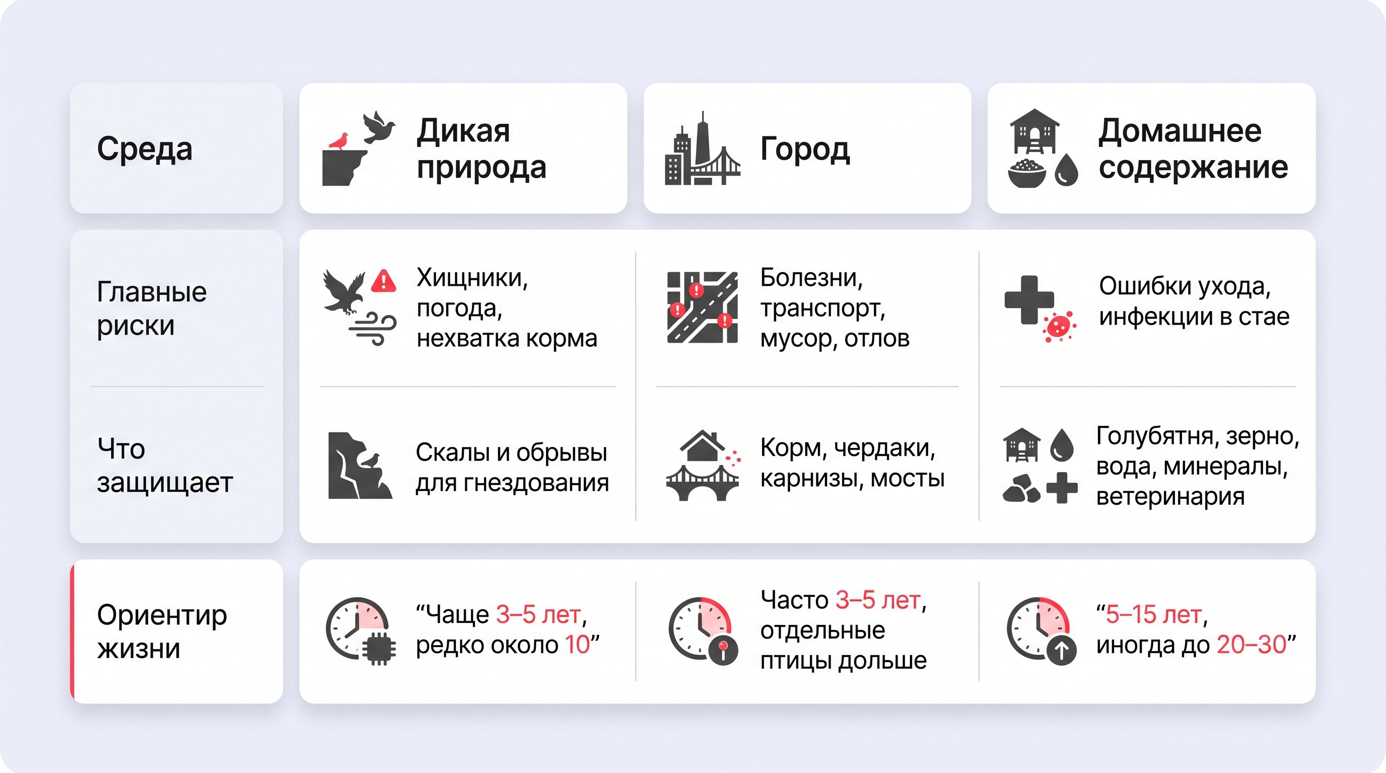 Корм, чистая вода, движение, сухое помещение и ветеринарный контроль для домашнего голубя