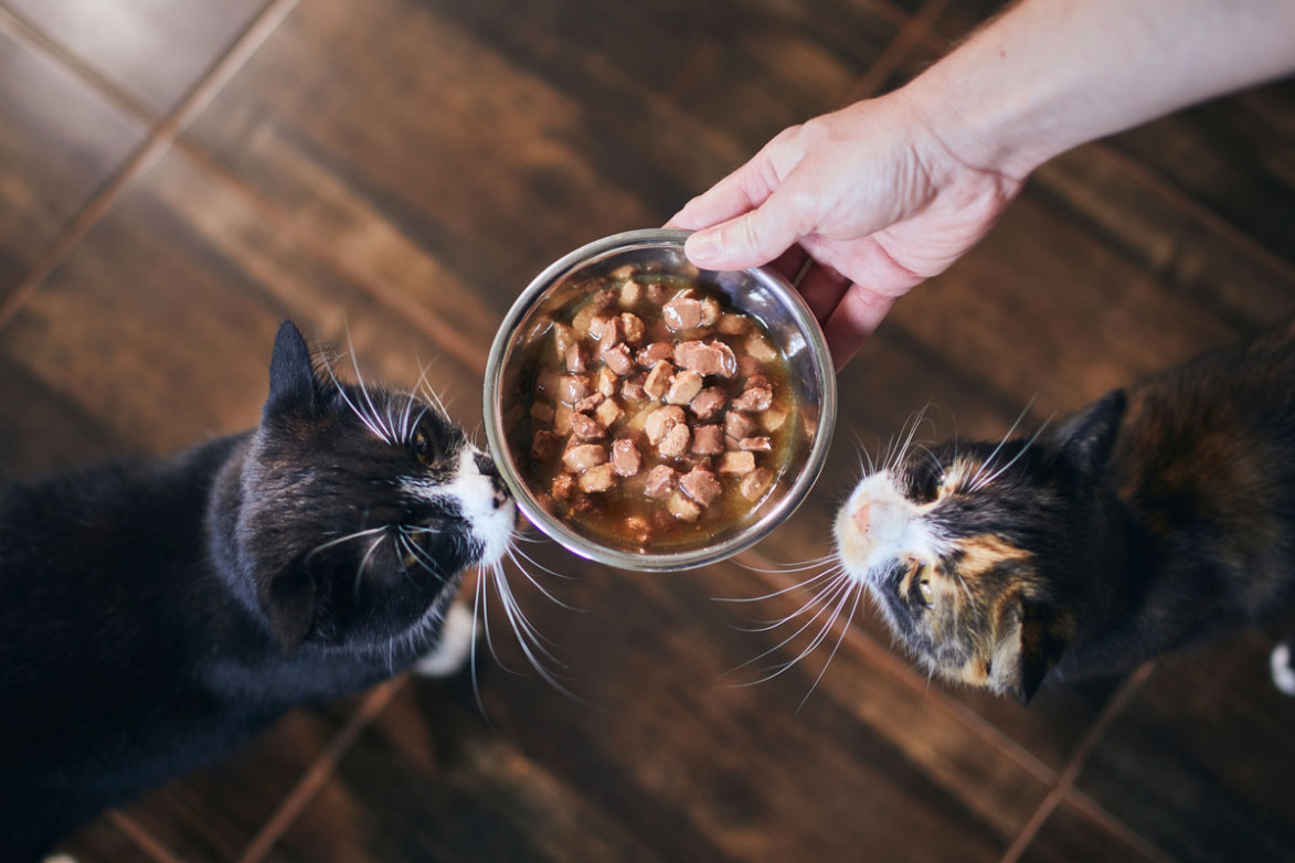 Из чего можно делать сухой корм для кошек и собак