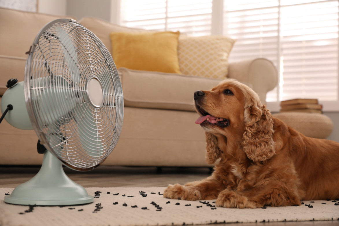 Собака сидит перед вентилятором