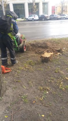 Дробление пней