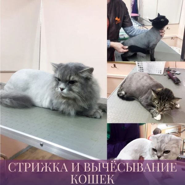 Стрижка пушистых котов в Москве — 961 ветеринар, 480 отзывов на Профи