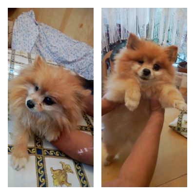 стрижка шпица