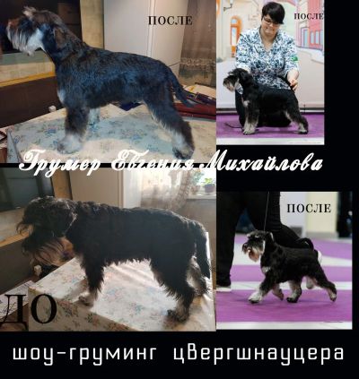 Шоу-груминг Цвергшнауцера
