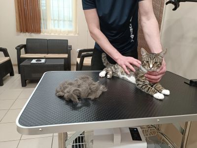 В экспресс -линьку для кошек входит: подрезка когтей, гигиена глаз, ушей, вычёсывание,купание проф.косметикой,сушка с выдувом шерсти.
