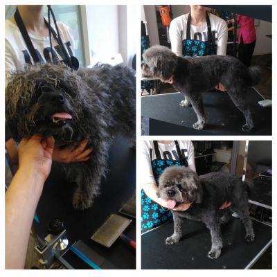 стрижка метиса в салоне