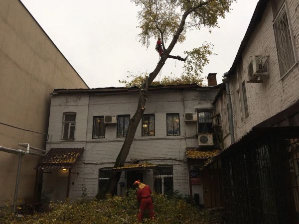 Удаление аварийного дерева в центре Москвы