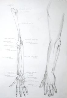 Пластическая анатомия/ скелет руки