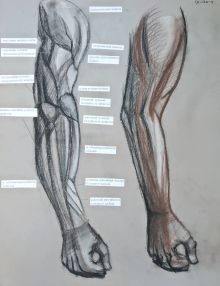 пластическая анатомия/ экорше руки