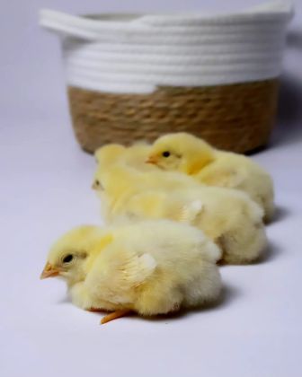 Фотосессия детская с циплятами к празднику Пасхи. 