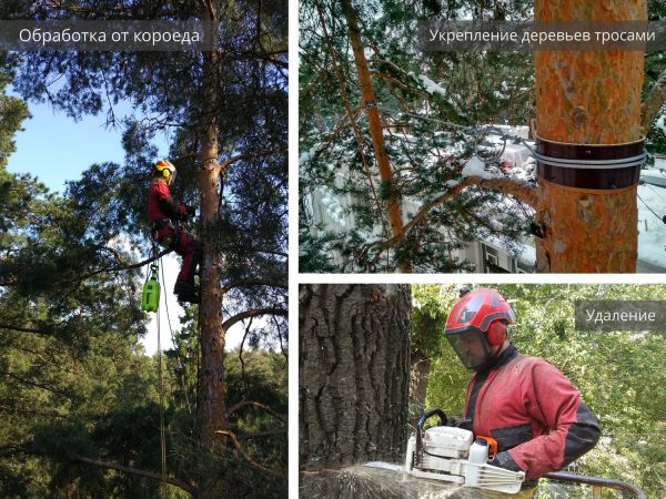 Примеры работ по удалению деревьев, обработке от короеда и укреплению тросами (каблинг)