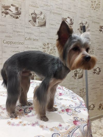 Стрижка Йорка 