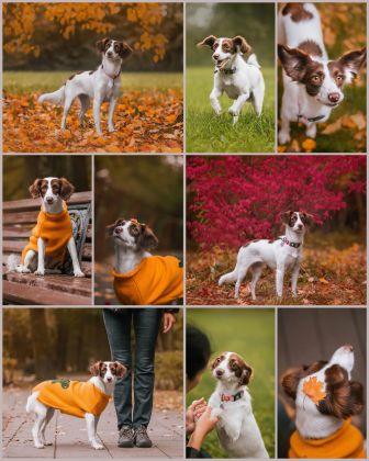 Фотосъемка собаки из приюта на пристройство