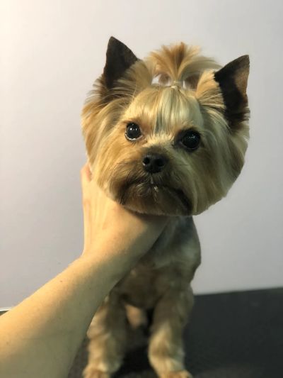 Стрижка йорка