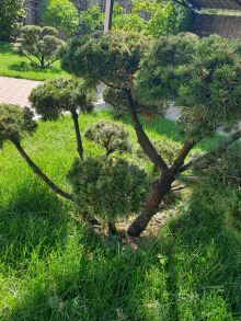 Стрижка деревьев и кустарников в стиле Бонсай 