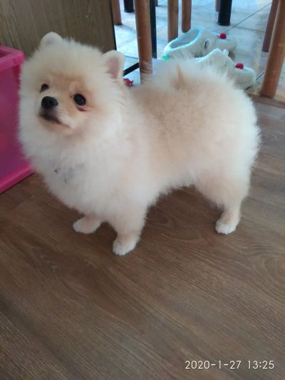 Стридка шпица