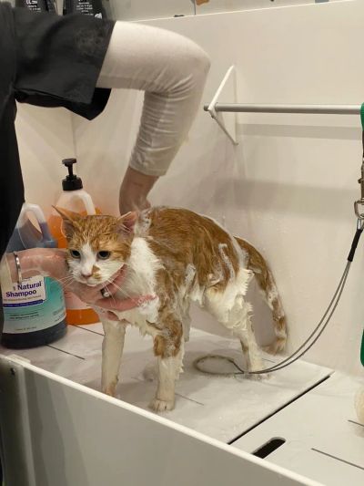 Мытье котика Флипки 