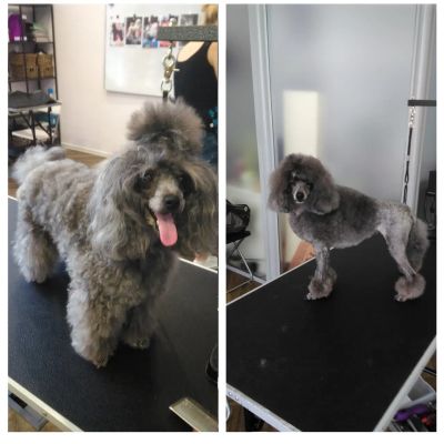 стрижка пуделя в салоне