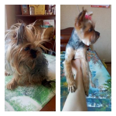 стрижка йорика