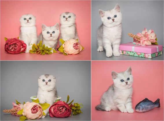 Фотосъемка котят на дому