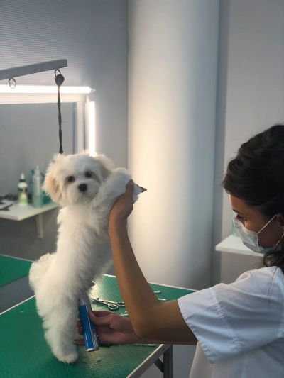 Мальтийская болонка 