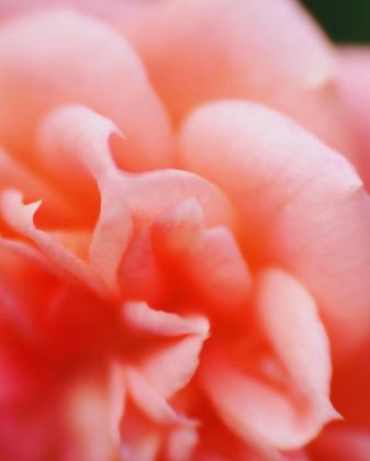 Кудрявый лепесток розы…