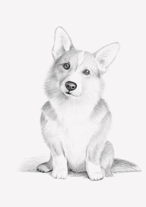 Графика, портрет собаки, урок по детализации рисунка