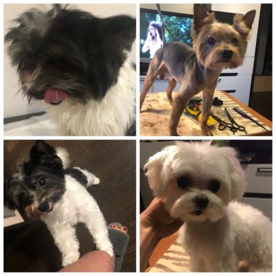 Комплексный уход за вашим любимым питомцем