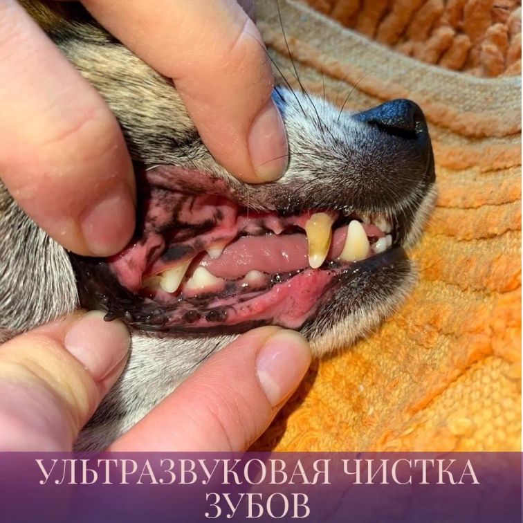 Протезирование зубов кошкам в Москве — 466 специалистов, 110 отзывов на  Профи