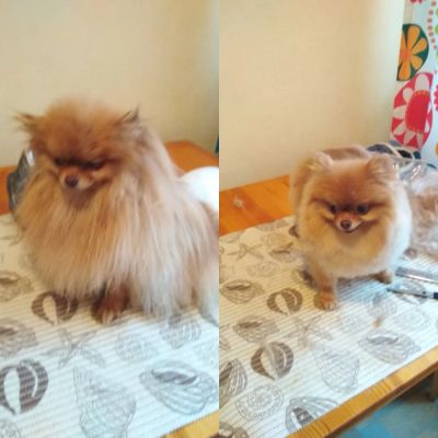 Мини шпиц. Мытьё, стрижка, чистка ушек, стрижка когтей.