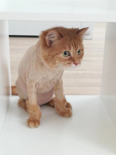 Модельная стрижка кошек в Москве — 101 ветеринар, 48 отзывов на Профи
