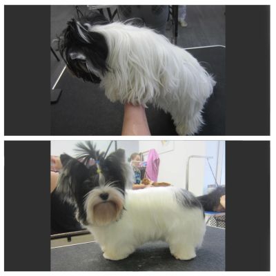 зимняя стрижка болонки