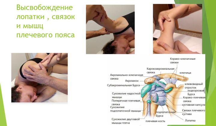 Работа с плечевым поясом.