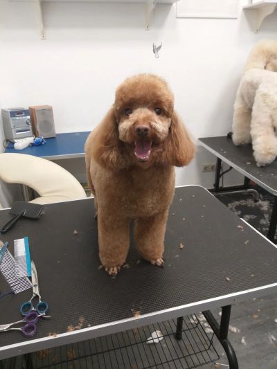 пудель карликовый