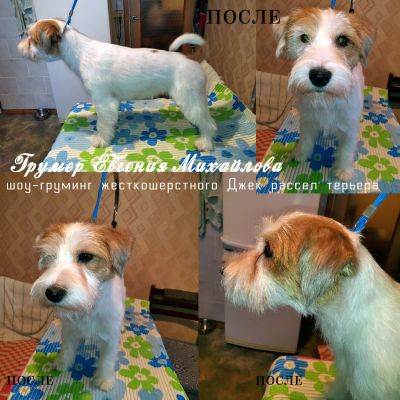 Жесткошерстный джек рассел терьер