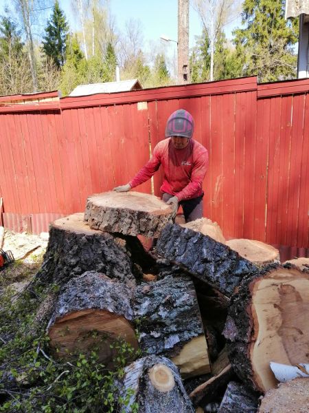 Удаление дерева возле дома Пушкинский район СНТ Автомобилист фото в процессе в конце