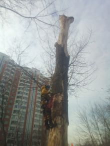 Удаление аварийного дерева от компании moscowarborist