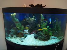 Дуговой аквариум с цихлидами, 250л