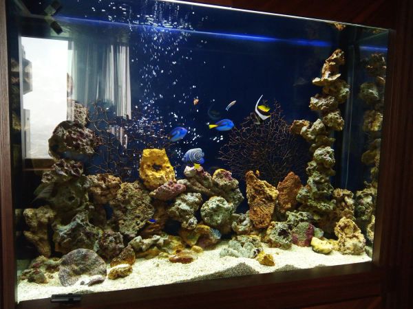 Морской аквариум 700л.  Оформлен в2017г. 