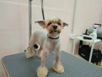 Короткая стрижка Йорка с чёлкой