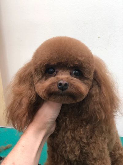 Стрижка мальтипу