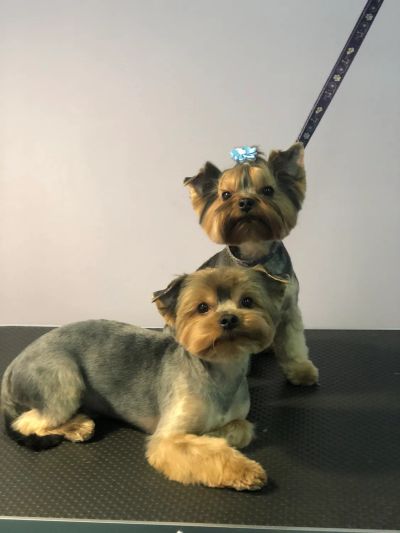 Стрижка йорка