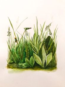 Мастер-класс по Ботанической иллюстрацией, свободная копия с работы Альбрехта Дюрера 